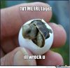 cute-and-angry-baby-turtle_o_2239089.jpg