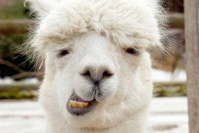 AlpacaJuice