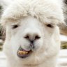 AlpacaJuice