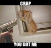 Kitten Criminal.jpg