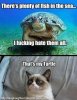 AngryCatAndMadTurtle.jpg