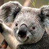 Majestic_Panda04